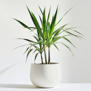 Marshall lillburn 2 portable bluetooth wireless speakers